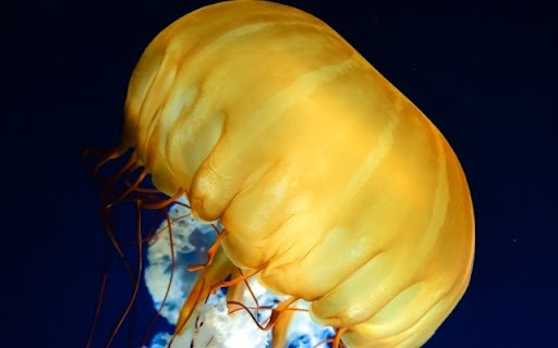 The Resilient Cannonball Jellyfish screenshot 1