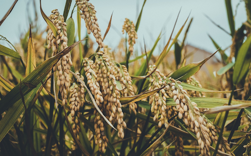 The rice flowers are round and heavy screenshot 1