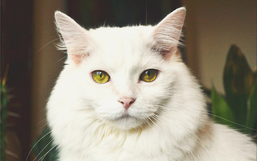 The Royal Feline: A Turkish Angora screenshot 1