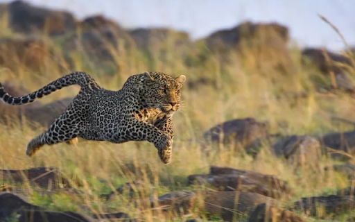 The Running Cheetah: Speed and Elegance in Motion screenshot 1