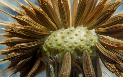 The seeds flew far away screenshot 1