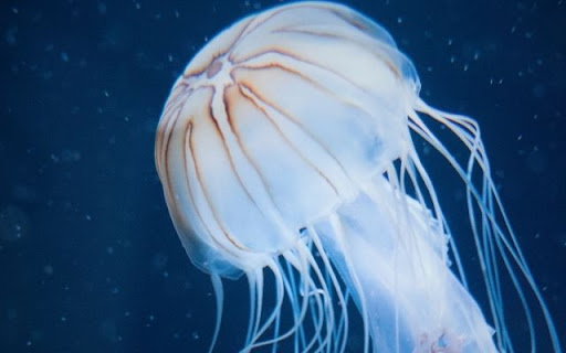 The Striking Compass Jellyfish screenshot 1