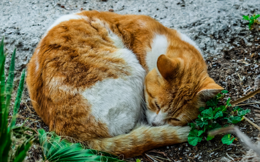 The Sun-Warmed Nap: A Bicolor Tabby screenshot 1