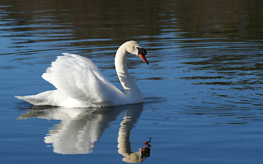 The swan and the shadow screenshot 1