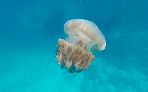 The Unique Cauliflower Jellyfish screenshot 1