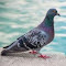 The Urban Dweller: A Rock Dove logo