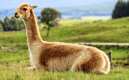 The Vicunas High-Altitude Grace screenshot 1