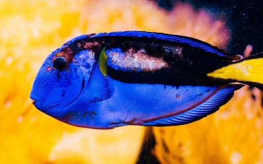 The Vivid Blue Tang screenshot 1