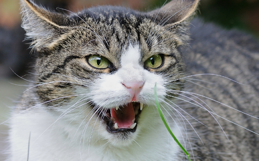The Vocal Warning: A Tabby-and-white Cat screenshot 1