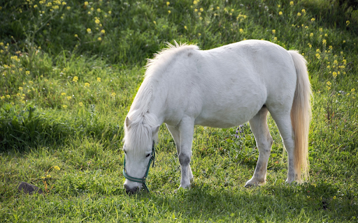 The white horse leisurely screenshot 1
