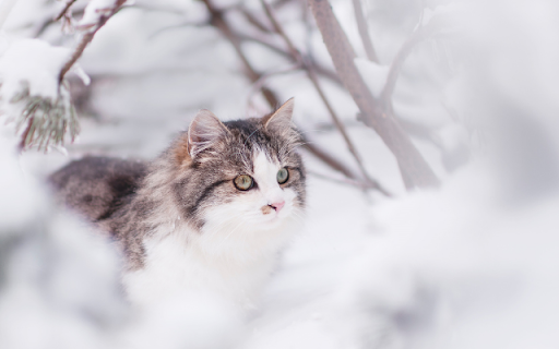 The Winter Cat: A Domestic Longhair screenshot 1