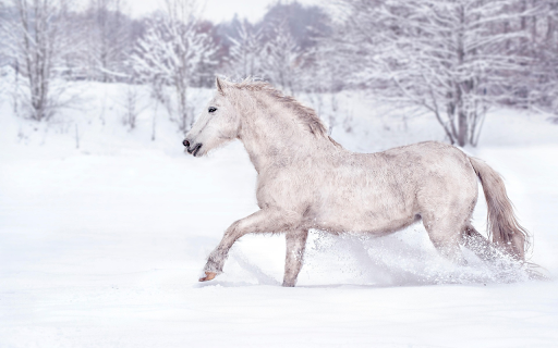 The Winter Steed screenshot 1