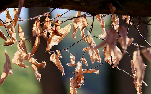 The withered leaves screenshot 1