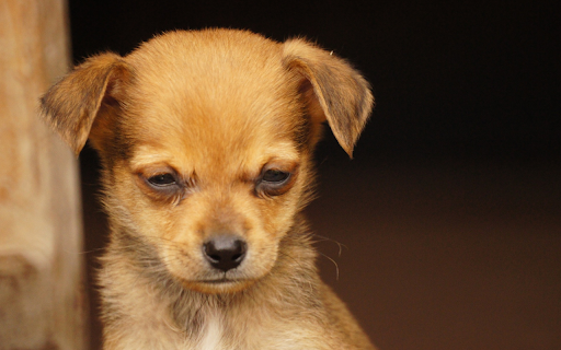 The yellow dog is sad screenshot 1