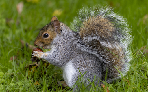 ThemeBeta.com screenshot 1