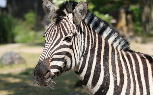 ThemeBeta.com screenshot 1