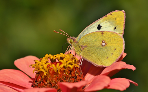 ThemeBeta.com screenshot 1