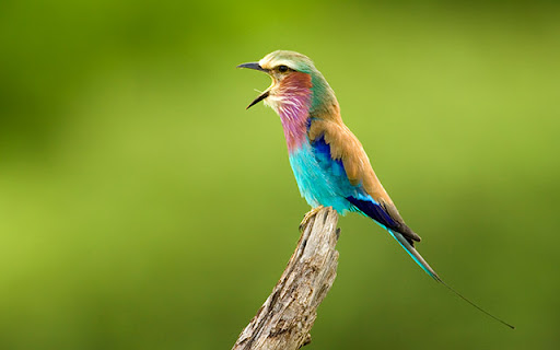 ThemeBeta.com screenshot 1