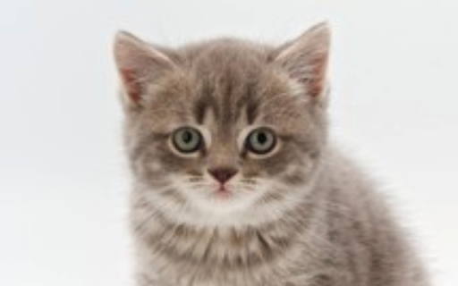 Therapy Pet screenshot 1