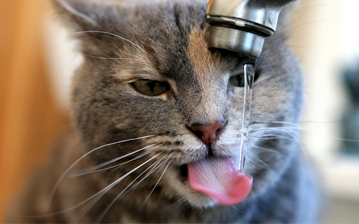 Thirsty Cat screenshot 1