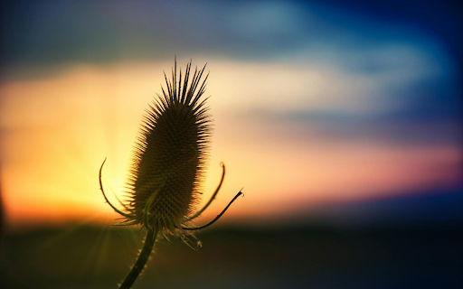 Thorny fruit screenshot 1