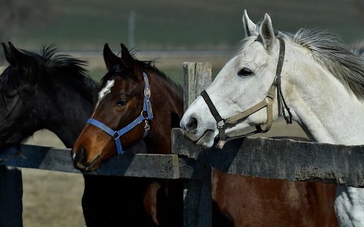 Thoroughbred Horses screenshot 1