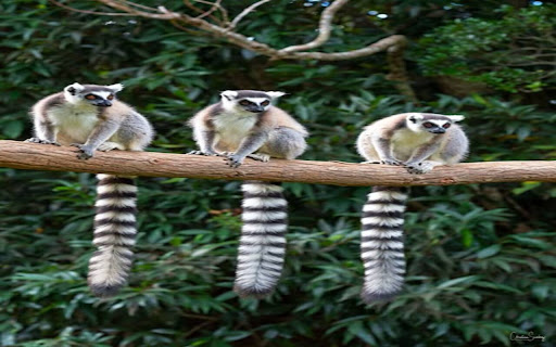 three ring tailed lemurs wallpaper screenshot 1