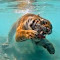 tiger diving underwater wallpaper logo