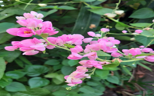 Tiger flower wallpaper screenshot 1