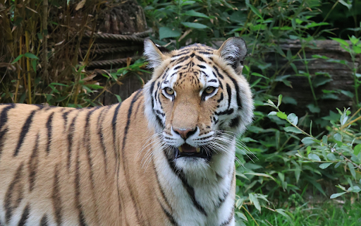 Tiger Owner screenshot 1