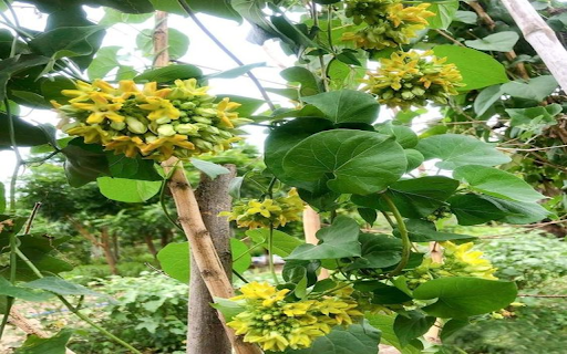 Tonkin creeper flower wallpapers screenshot 1