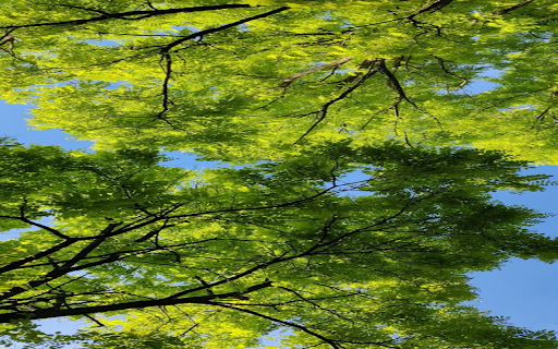 Tree canopy viewed from below wallpaper screenshot 1
