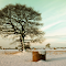 tree standing in a vast snow-covered field logo