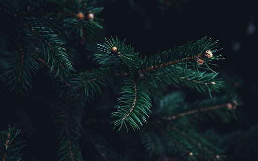 Tree Theme screenshot 1