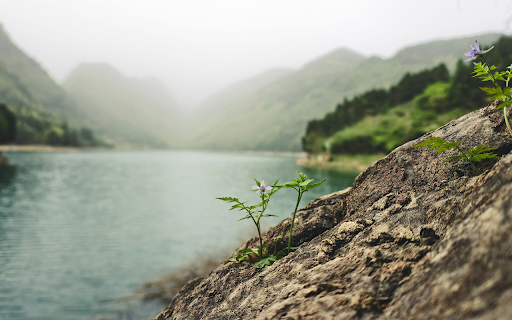 Trees on the rock cavity screenshot 1