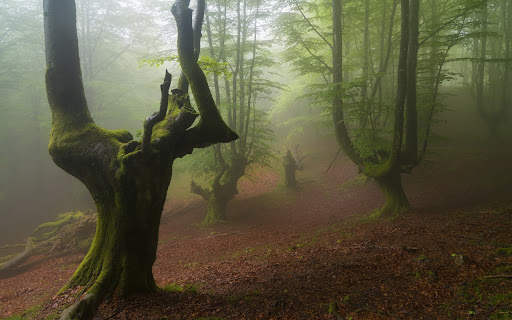 Trees (Sielena theme) screenshot 1