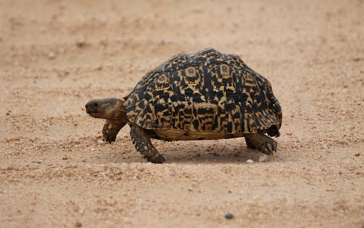 Turtle and its beautiful shell screenshot 1