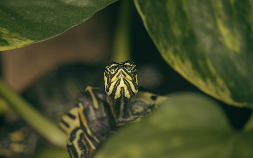 Turtle in the Bush screenshot 1