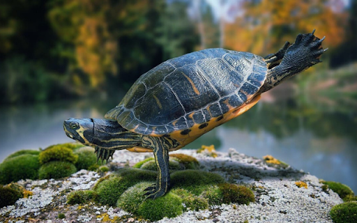 Turtle: The Wise and Resilient Slow-Mover screenshot 1