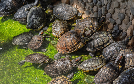 Turtles by the lake screenshot 1