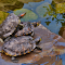 Turtles on the rocky shore logo