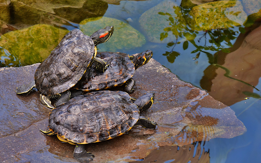 Turtles on the rocky shore screenshot 1