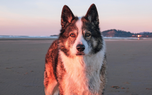 Twilight Husky on the Shore screenshot 1