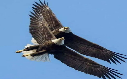 two bald eagles wallpaper screenshot 1