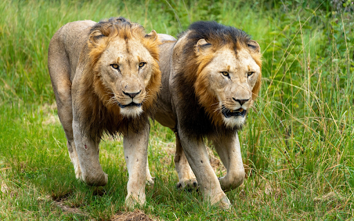 two big lions screenshot 1