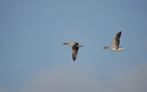 Two birds screenshot 1