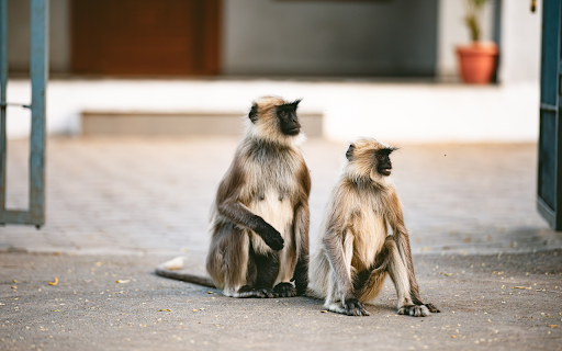 Two Black Faced Monkeys screenshot 1