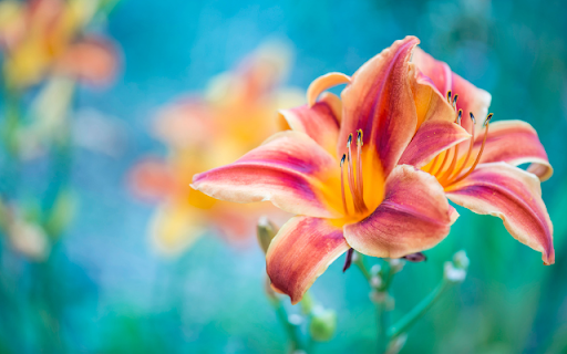 Two Blooming Orange-Red Lily Flowers screenshot 1