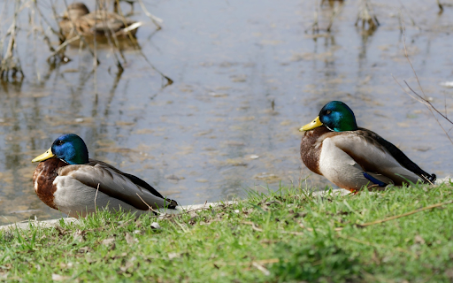 Two Blue-headed Ducks screenshot 1