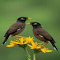 two brown starlings wallpaper logo